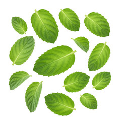 Fresh Mint Leaves Falling isolated on white or transparent png background