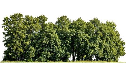 A line of green forest trees with rich foliage on a transparent background, useful for nature or landscape compositions