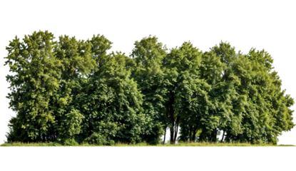 A line of green forest trees with rich foliage on a transparent background, useful for nature or landscape compositions