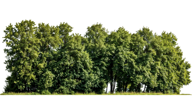 A line of green forest trees with rich foliage on a transparent background, useful for nature or landscape compositions