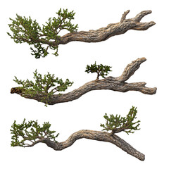 Obraz premium Three distinct branches with foliage showcasing natural textures against a transparent background