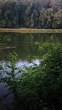 Ducks swimming in a picturesque forest lake