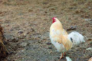 A rooster with golden-white plumage, a red comb and wattles. He stands on the ground covered with dry grass and straw, looking into the distance.