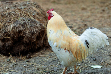 A rooster with golden-white plumage, a red comb and wattles stands on the ground covered with dry grass and straw, next to a bale of hay.