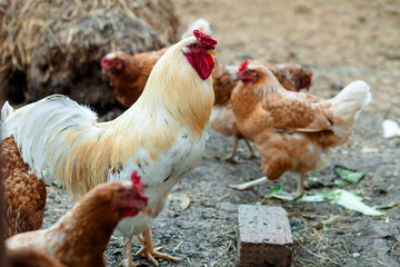Several hens, among which stands out a rooster with a bright red comb and golden-white plumage. They are on the ground, surrounded by hay and bricks.