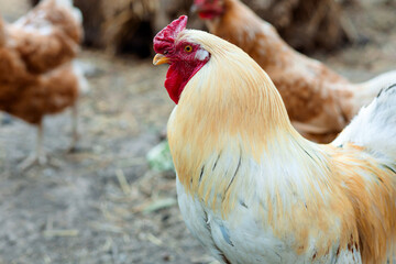 A rooster with golden feathers and a bright red comb stands proudly among his hens, his gaze focused, his feathers glistening in the sun.