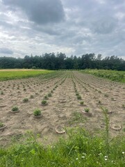 Neatly planted rows of young green plants in individual pots stretch across dry, tilled soil...