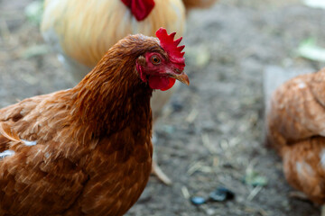 Loman Brown chicken - egg-laying, brown plumage, red comb, high productivity, calm, unpretentious, suitable for home keeping.