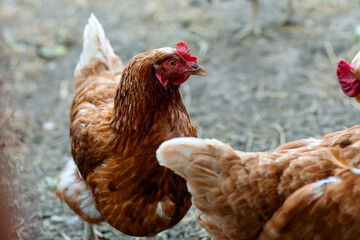 The Loman Brown chicken is medium-sized, with brown-golden plumage, a bright red comb, an egg-layer, calm, and suitable for keeping at home.