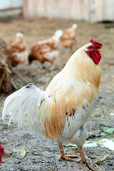 In the foreground is a rooster with golden-white plumage and a bright red comb. In the background are hens sitting on the ground, as well as wooden walls and hay.