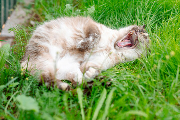 The cat is lying on the grass, yawning, stretching out its paws, looks relaxed and contented,...