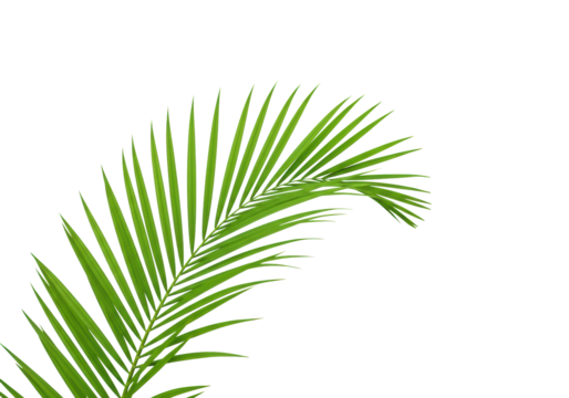 Pristine vibrant green palm frond with graceful arching leaflets and central stem, composed diagonally on transparent seamless background with expansive copy space, studio product photography concept - Powered by Adobe