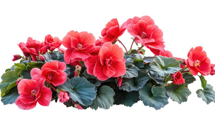 Title: Vibrant Red Begonia Bush Isolated on White Background for Botanical and Floral Design Use