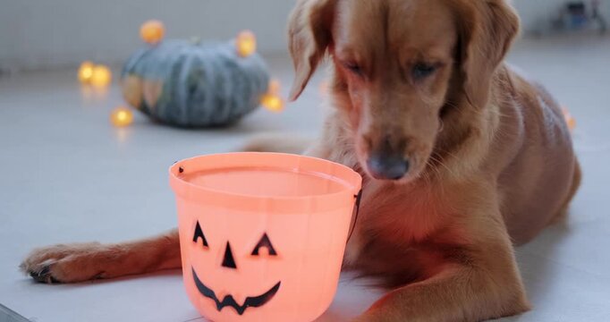 A golden retriever dog puts its face in a treat basket for Halloween. 