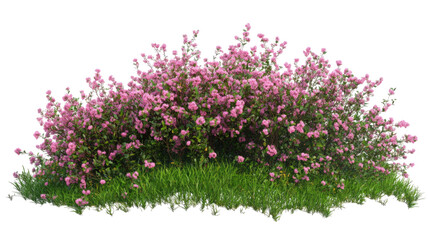 Obraz premium Title: Bush with Small Colorful Flowers Isolated on White Background for Botanical and Nature Design Use