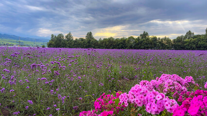 field of lavender