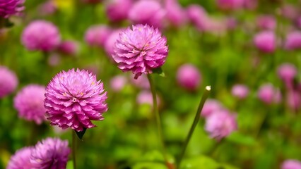 Vibrant Purple Gomphrena Globosa Flower in Full Bloom | Close-Up of Globe Amaranth in Natural...