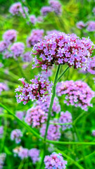pink flowers in the garden