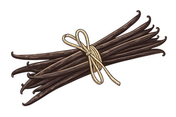 Bunch of dark brown vanilla beans tied with twine isolated on transparent background