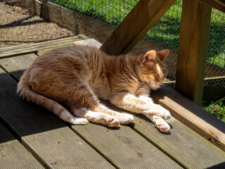 Red-haired cat sleeping under the summer sun rays