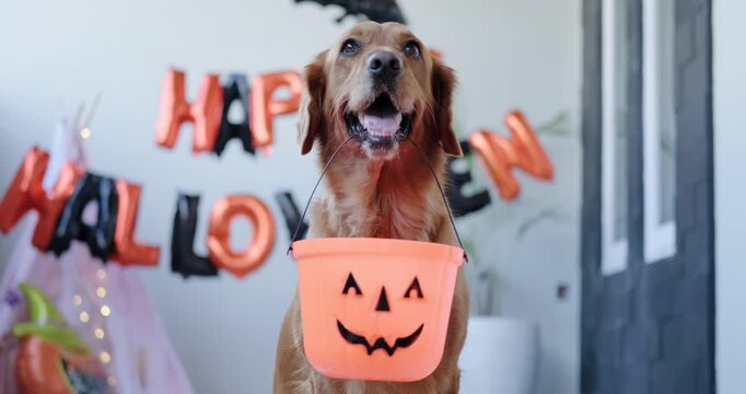 Portrait of a golden retriever dog holding a Halloween bucket in its teeth. 