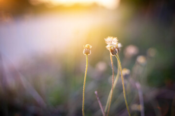 close up of grass seed flower