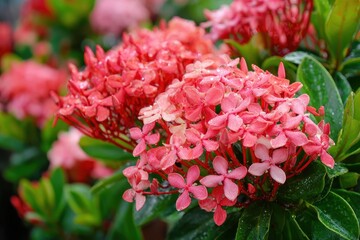 Ixora plants are available in multiple colors such as pink and bear clusters of bright flowers making them favored for enhancing tropical gardens