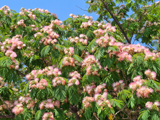 Mimosa tree in bloom in Romania