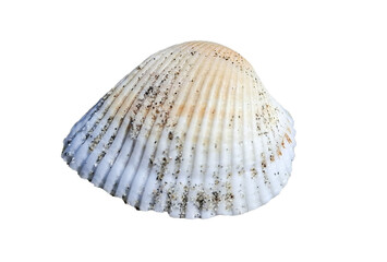 Seashell isolated on white background