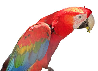 Green-winged macaw parrot. Ara chloropterus isolated on white