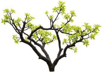 Obraz premium Dark, gnarled tree branches with black-brown bark, sparse lime-green leaves with clear veins, isolated on transparent studio background, diffused lighting, high angle, no shadows, high-fidelity