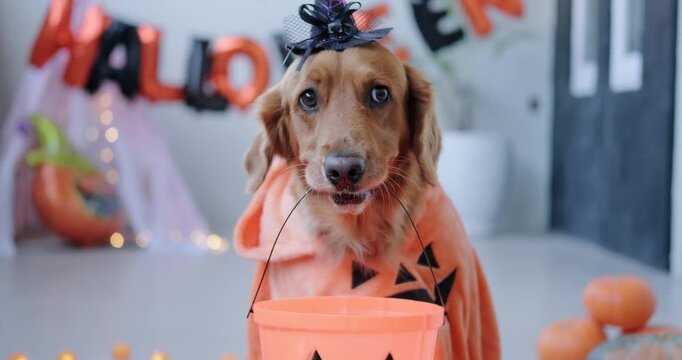 A golden retriever dog in a Halloween witch costume holds a Halloween bucket.