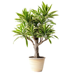 Obraz premium Dracaena fragrans