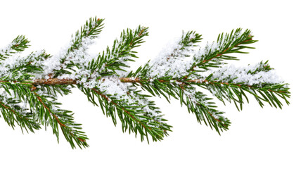 Title: Closeup of Snow Covered Evergreen Tree Branch Isolated on White Background in Forest