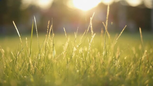 Macro view of young green grass stalks thriving under warm spring sunlight
