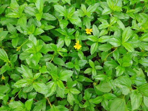 Wedelia flower (Sphagneticola trilobata) which grows wild in the garden. Flower photo background with green leaves of beautiful yellow wedelia flowers