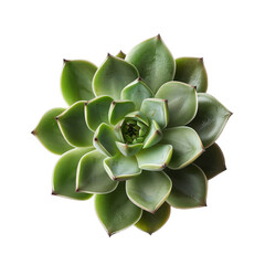Succulent plant, rosette-like