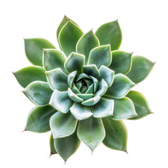 Close-up of a rosette succulent (15)