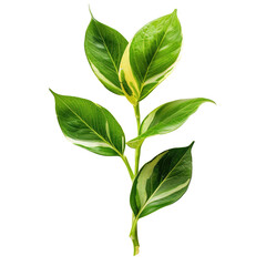 Close-up of a variegated plant stem with three leaves.  Green leaves with creamy-white variegation.  Dark background
