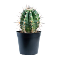 Small cactus in dark pot (4)