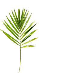 Close-up of a vibrant palm frond