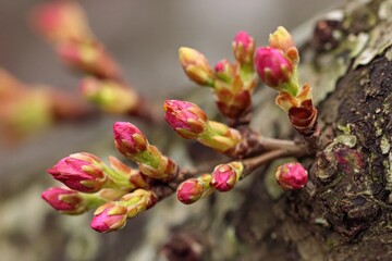 emerging blooms on a branch