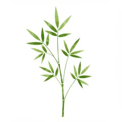 Bamboo plant illustration