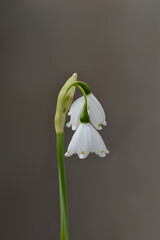 Fototapeta premium Summer snowflake flower - Latin name - Leucojum aestivum Bridesmaid