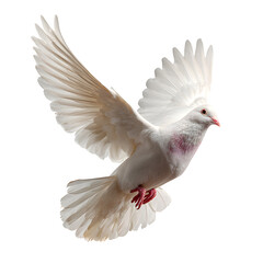 Obraz premium Dove in flight with wings extended upward and peaceful expression and feathers trailing motion and isolated white background Batch realistic clean bright simple modern stock image isolated on plai