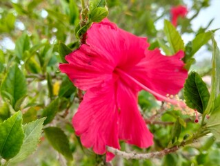 Red flower in the park 
