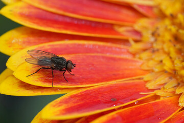 A fly perches on flower with red-orange Gerbera petals and a yellow center, set against soft, blurred green background.