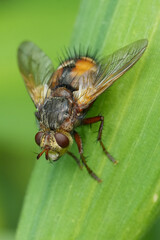 Vertical closeup on a hairy Tachinid fly, Tachina fera on a straw of grass