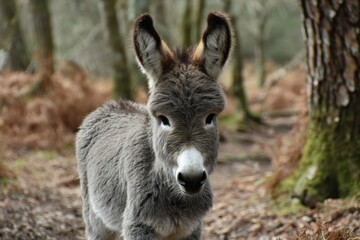 foal in the New Forest
