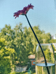 gerbera in a vase on the background of a sunny day